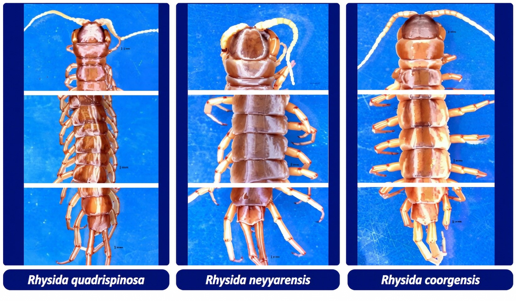 Three New Centipede Species in South India