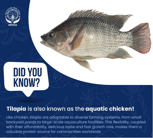 Tilapia Products Export – Chhattisgarh