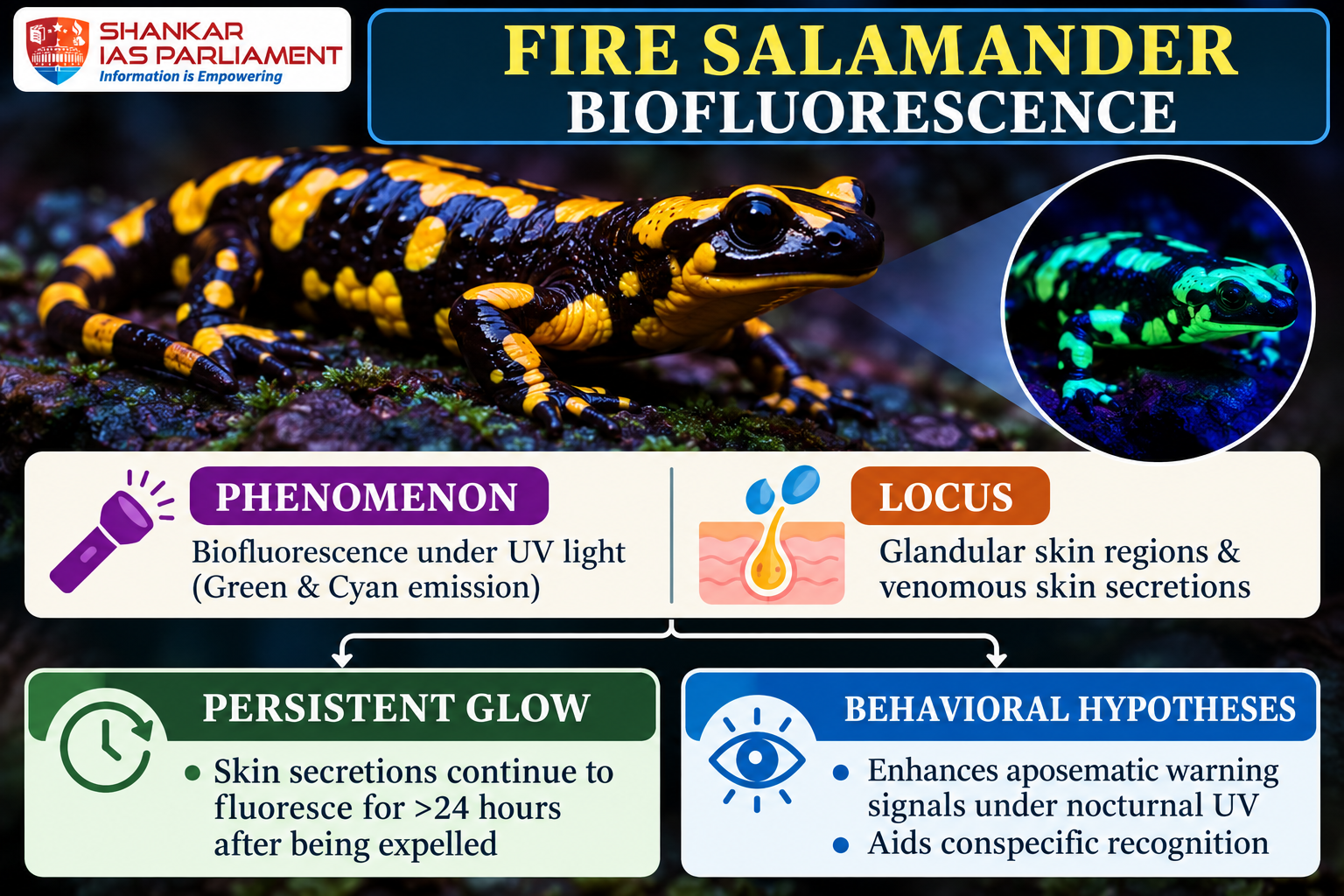 Toxic Salamanders