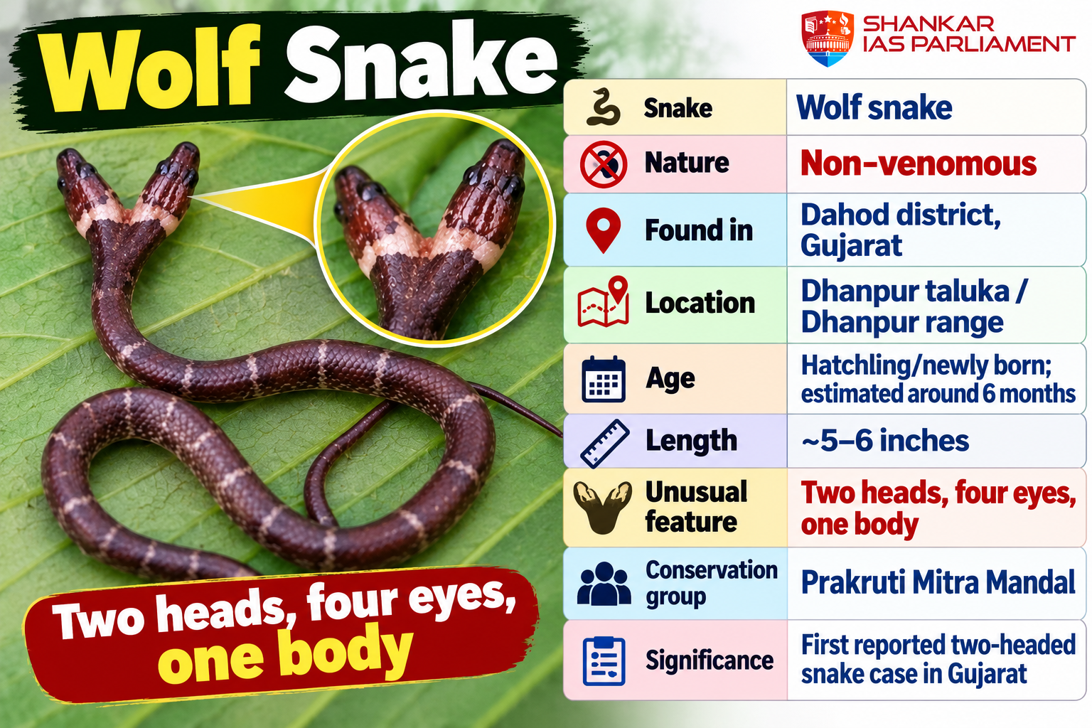 Two-Headed Wolf Snake in Gujarat