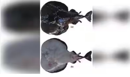Two new species of marine fish from the Bay of Bengal