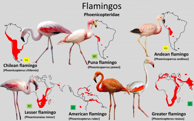 Unusual sighting of greater flamingos at Veeranam lake