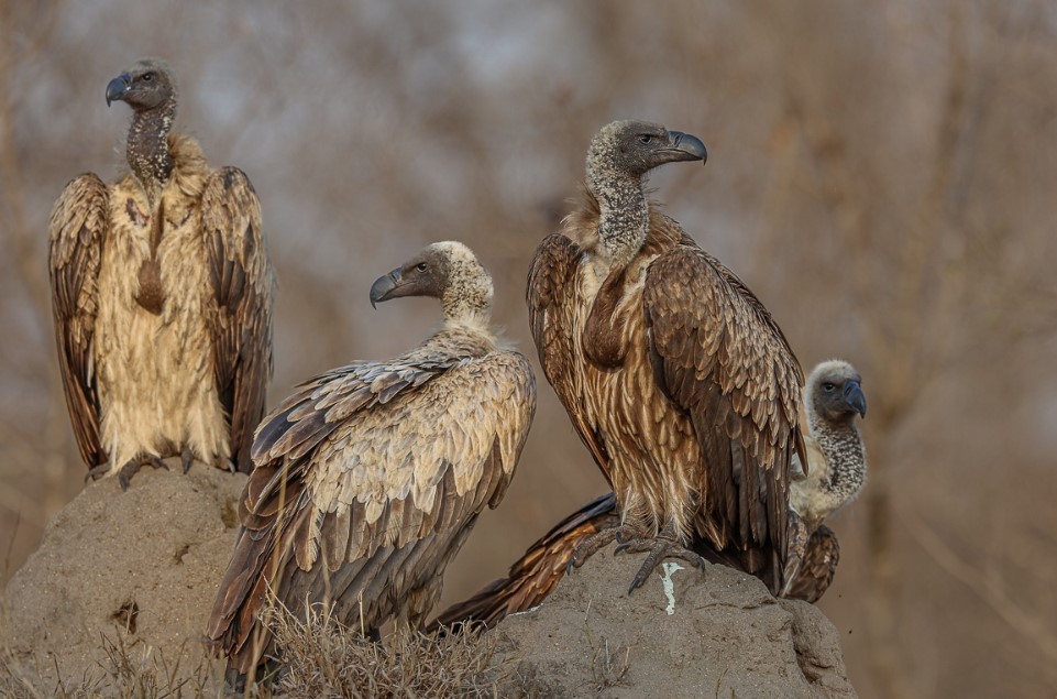 Vulture