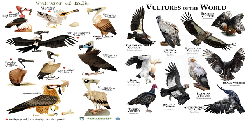 Vultures