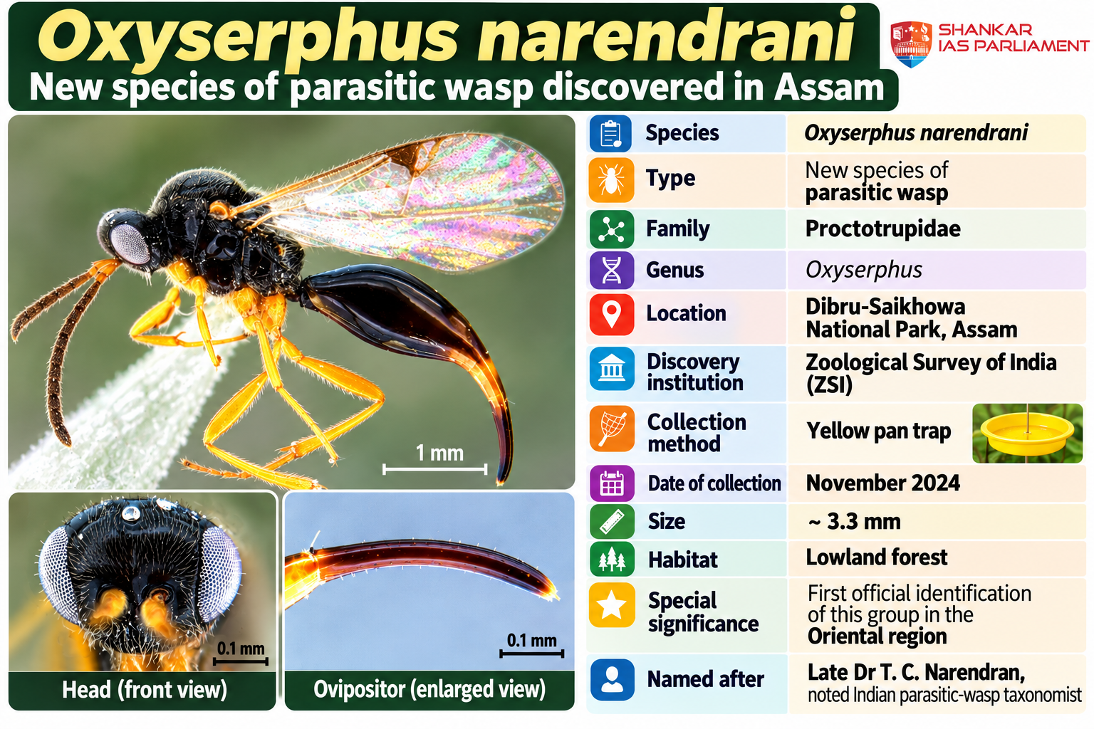 narendranani wasp