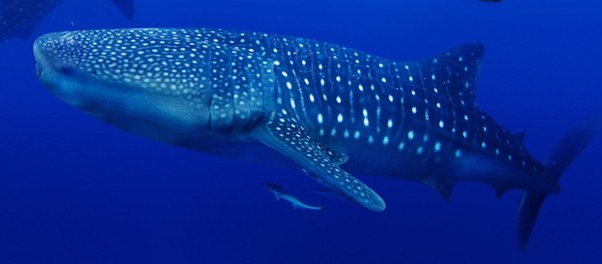 Whale Shark