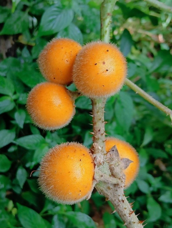 Wild Egg Plant