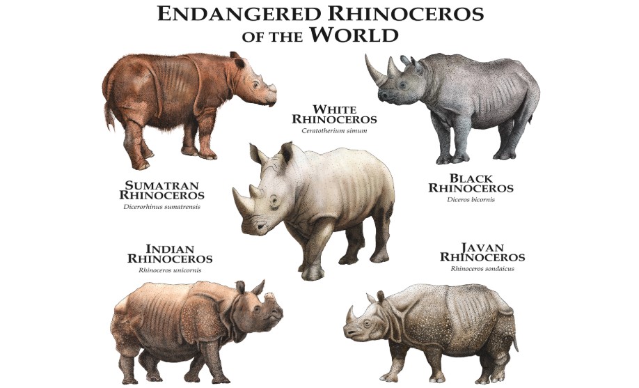 World Rhino Day 2026
