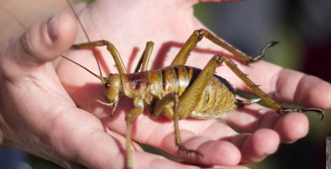 World's heaviest insect species Sample