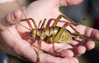 wētāpunga (Deinacrida heteracantha),