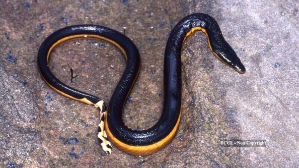 Yellow-Bellied Sea Snake