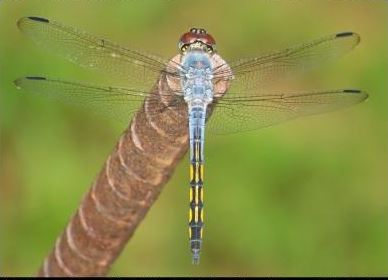 Yellow-tailed Ashy Skimmer